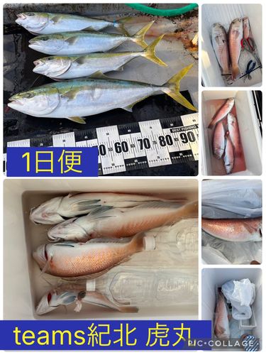 シロアマダイの釣果