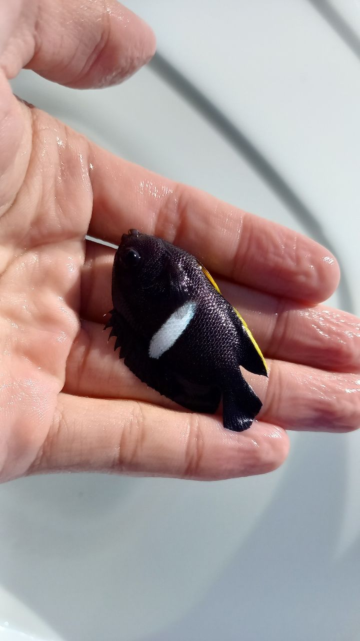 チョウチョウウオ