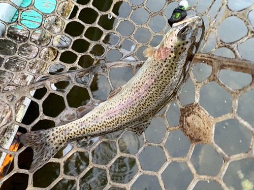 レインボートラウトの釣果