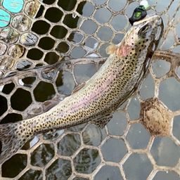 レインボートラウト