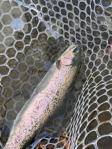 ニジマスの釣果