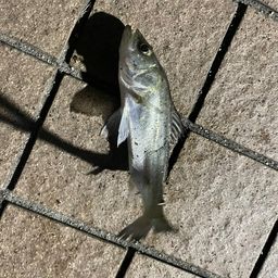 セイゴ（タイリクスズキ）