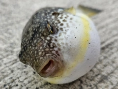 クサフグの釣果