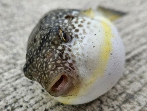 クサフグの釣果