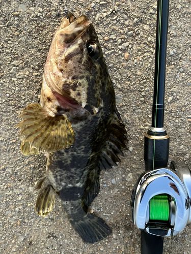 タケノコメバルの釣果