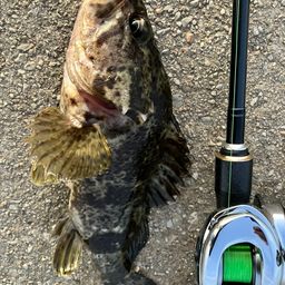 タケノコメバル