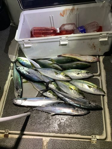 サワラの釣果