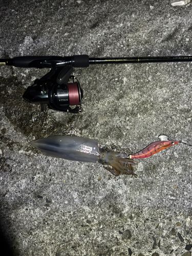 ケンサキイカの釣果