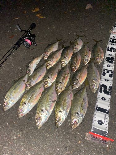 アジの釣果