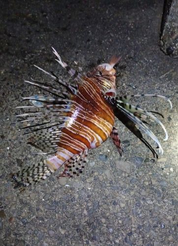 ミノカサゴの釣果