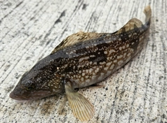 アイナメの釣果