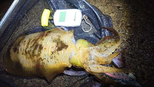 アオリイカの釣果