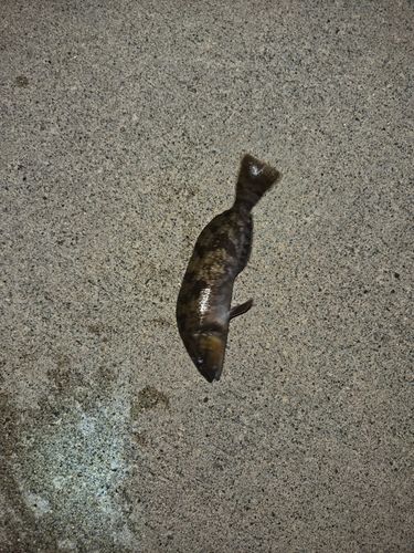 アイナメの釣果