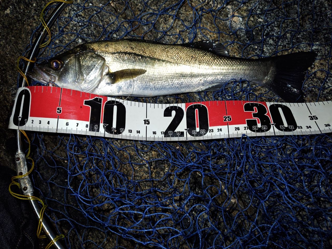 DAIWA 21エメラルダス X ボート 65MLS-Sの最安値・インプレ・釣果