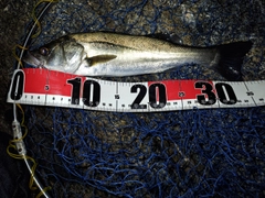 セイゴ（マルスズキ）の釣果