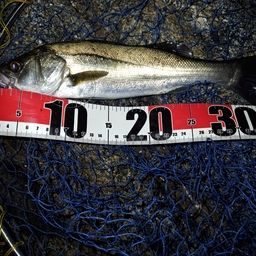 セイゴ（マルスズキ）