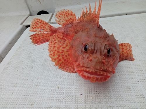 オニカサゴの釣果