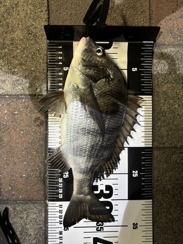 クロダイの釣果