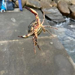 セイゴ（ヒラスズキ）