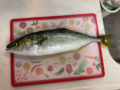ツバスの釣果