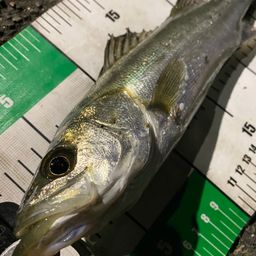 セイゴ（マルスズキ）