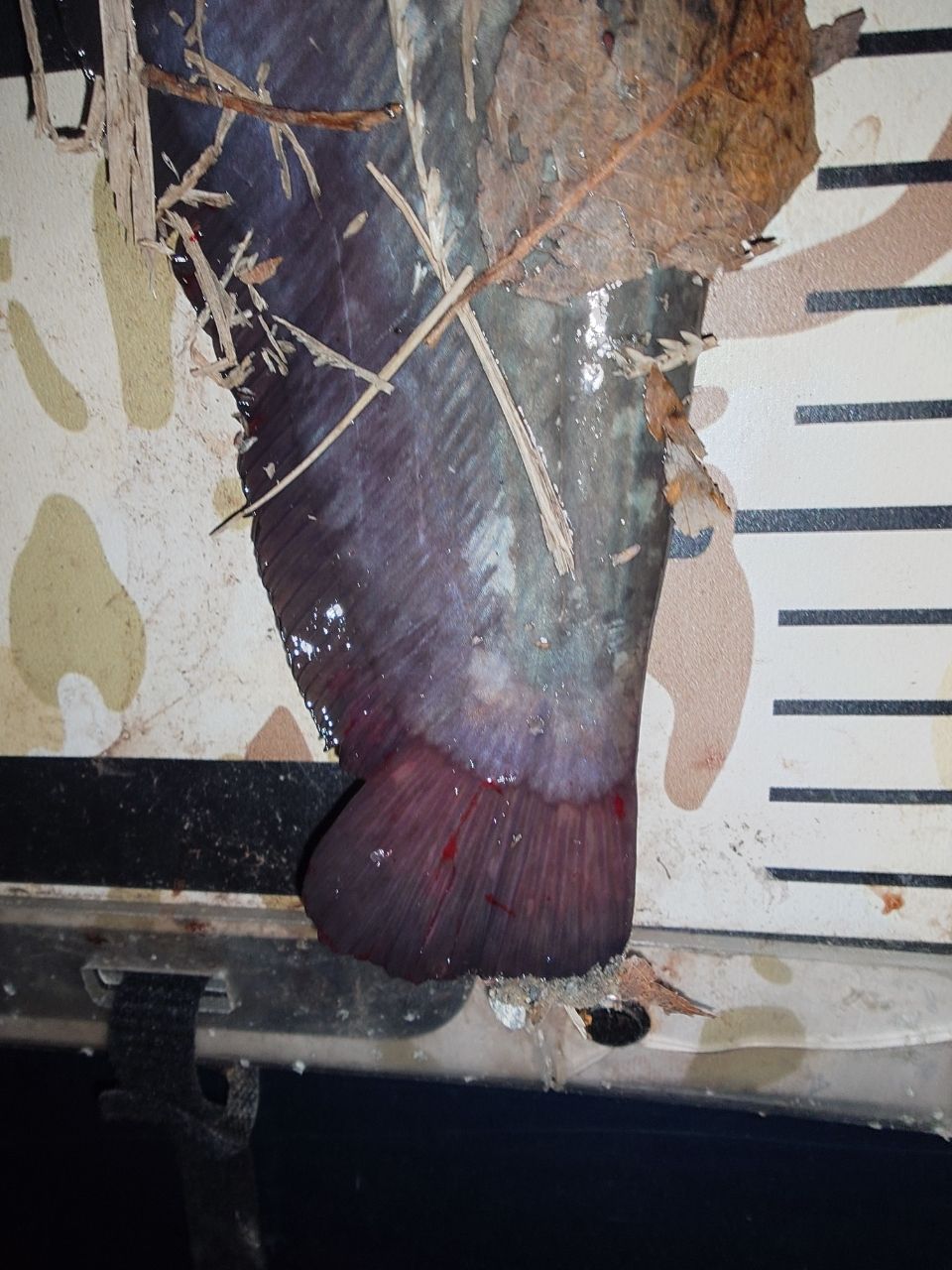 tailwalk ナマゾン C58MHの最安値・インプレ・釣果 | 本音の口コミが