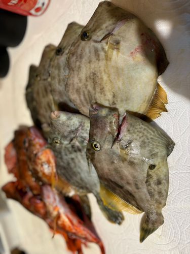 カワハギの釣果