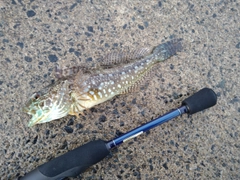 アナハゼの釣果