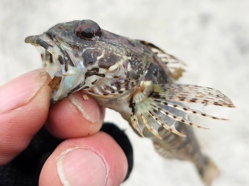 アナハゼの釣果