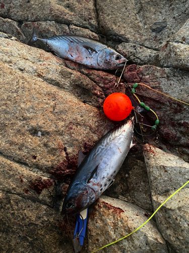 スマガツオの釣果