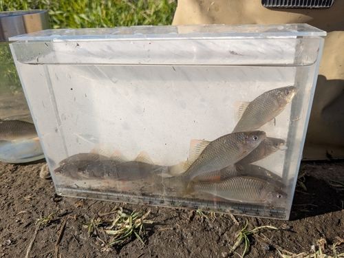 ヤリタナゴの釣果