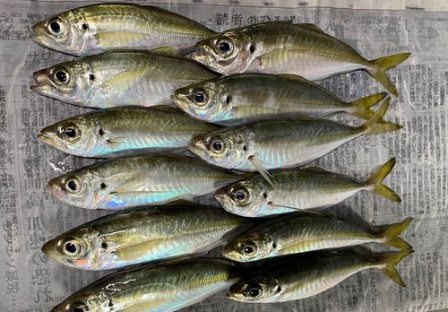 アジの釣果