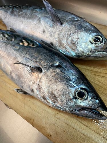 スマガツオの釣果