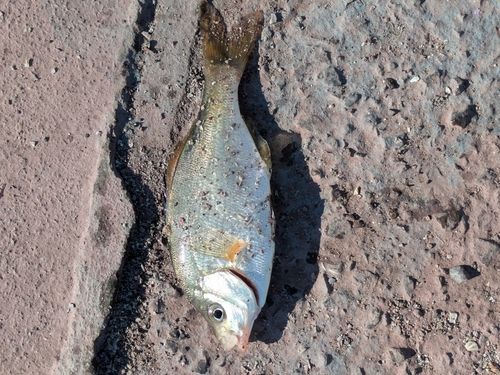 ウミタナゴの釣果