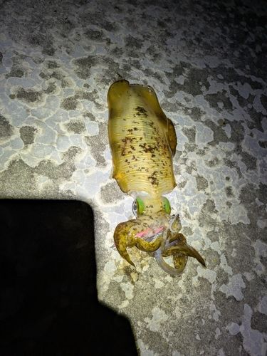 アオリイカの釣果