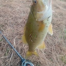 スモールマウスバス