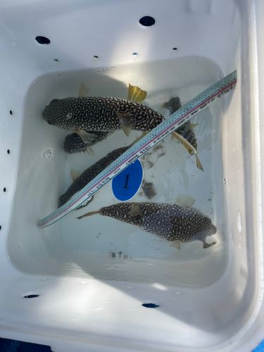 ショウサイフグの釣果