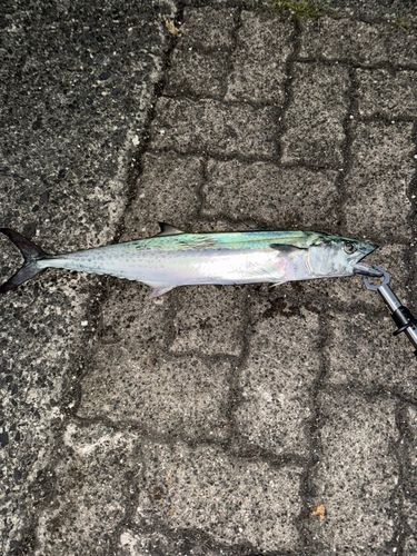 鞠山海遊パーク