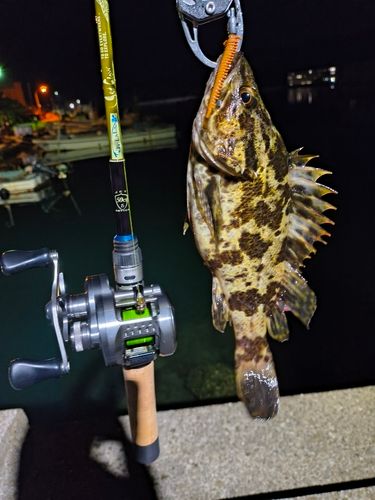 タケノコメバルの釣果