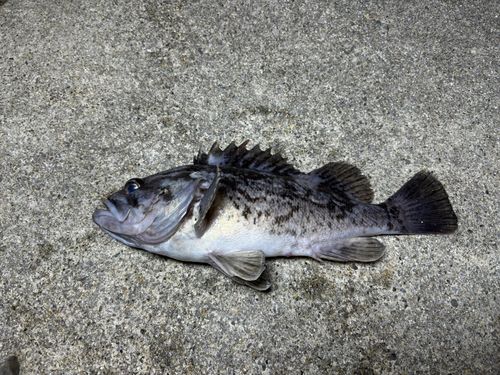 クロソイの釣果