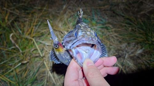 クロソイの釣果