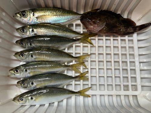 アジの釣果