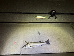 シーバスの釣果