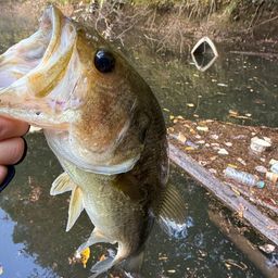 ラージマウスバス