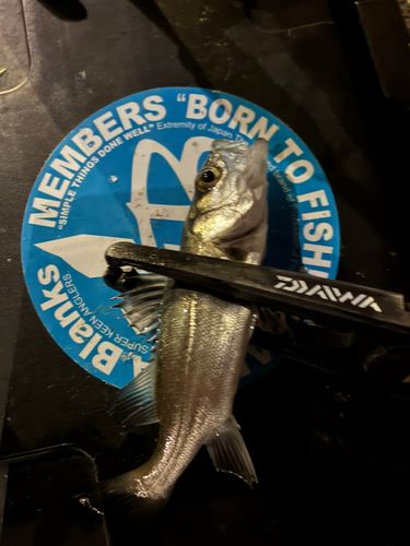 セイゴ（マルスズキ）の釣果