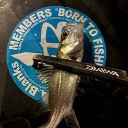 セイゴ（マルスズキ）