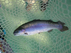 ニジマスの釣果