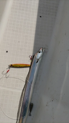 タチウオの釣果