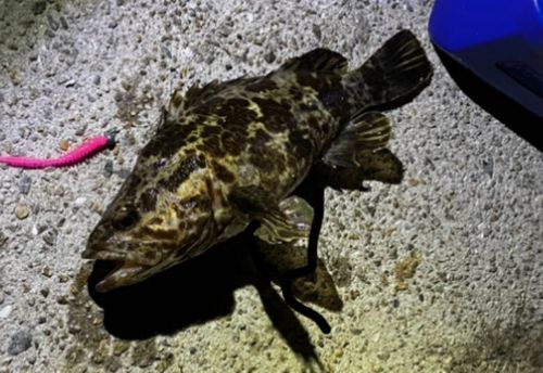 タケノコメバルの釣果