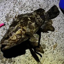 タケノコメバル